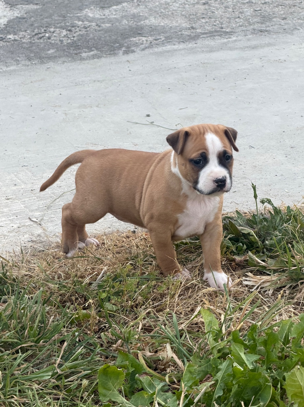 Des Fauves Du Petit Mas - Chiots disponibles - American Staffordshire Terrier