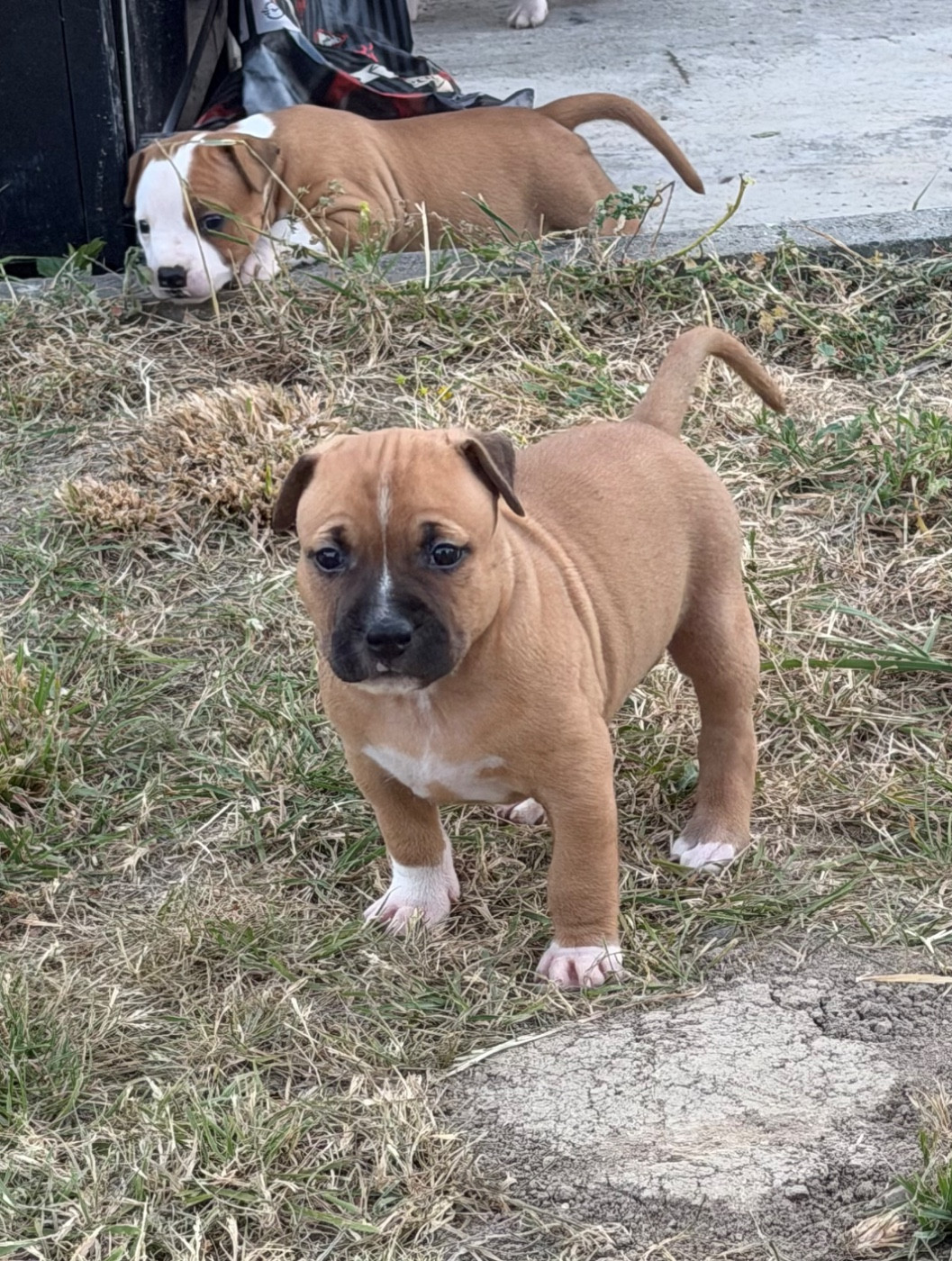Des Fauves Du Petit Mas - Chiots disponibles - American Staffordshire Terrier