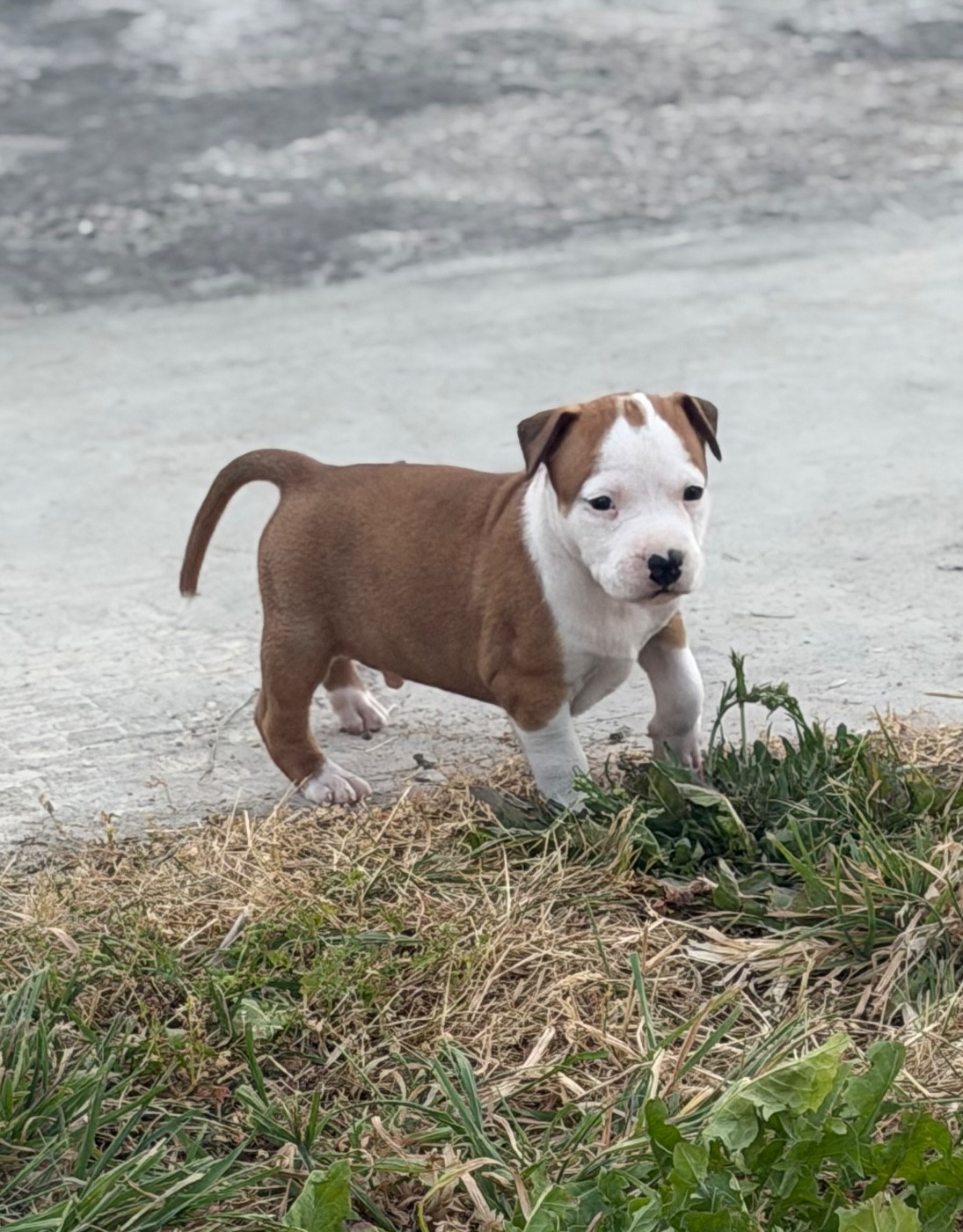 Des Fauves Du Petit Mas - Chiots disponibles - American Staffordshire Terrier