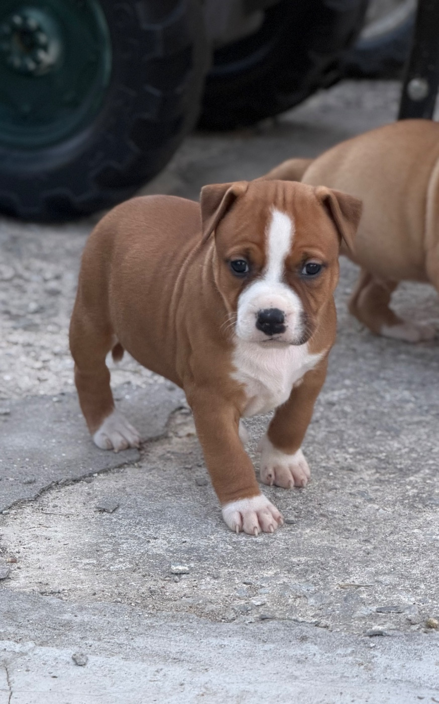 Des Fauves Du Petit Mas - Chiots disponibles - American Staffordshire Terrier