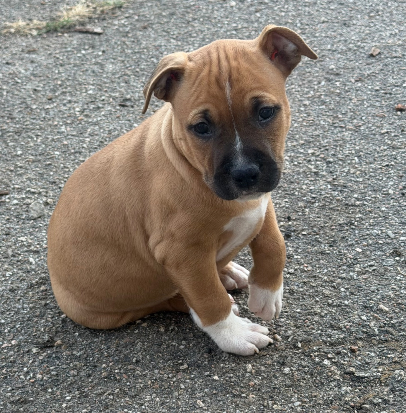 Des Fauves Du Petit Mas - Chiots disponibles - American Staffordshire Terrier