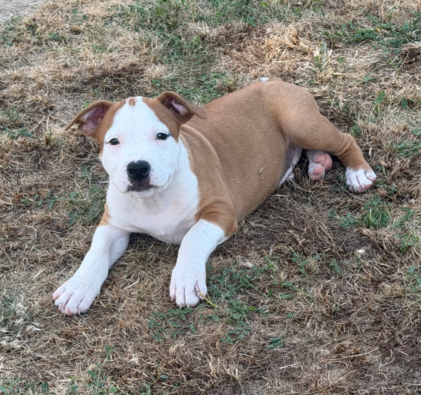 Des Fauves Du Petit Mas - Chiots disponibles - American Staffordshire Terrier