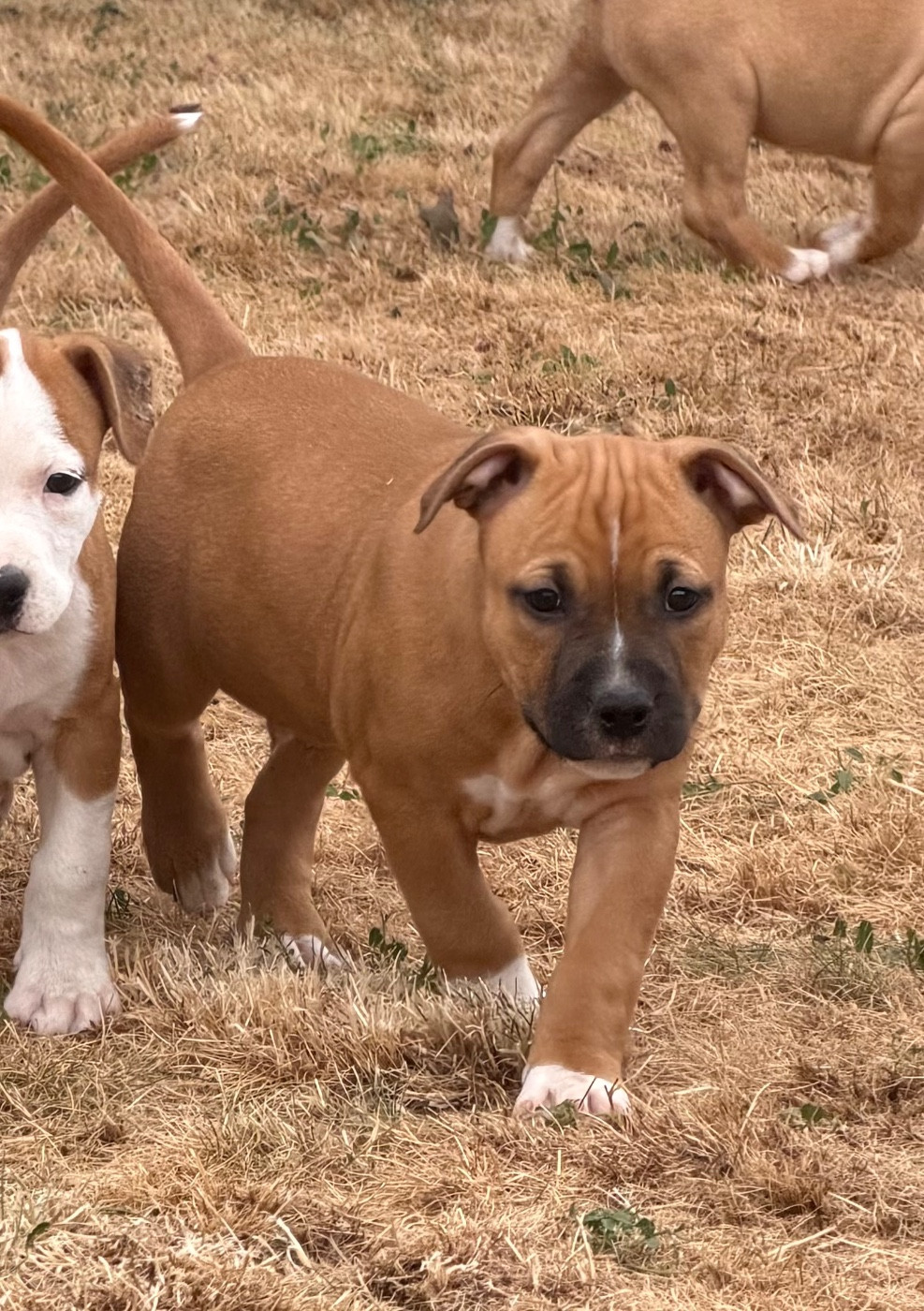Des Fauves Du Petit Mas - Chiots disponibles - American Staffordshire Terrier