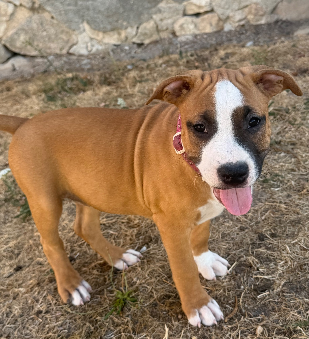 Des Fauves Du Petit Mas - Chiots disponibles - American Staffordshire Terrier