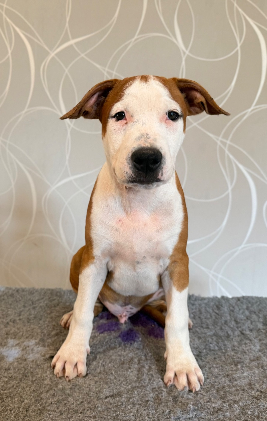 Des Fauves Du Petit Mas - Chiots disponibles - American Staffordshire Terrier