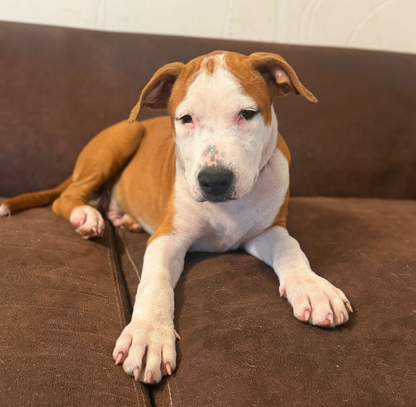 Des Fauves Du Petit Mas - Chiots disponibles - American Staffordshire Terrier